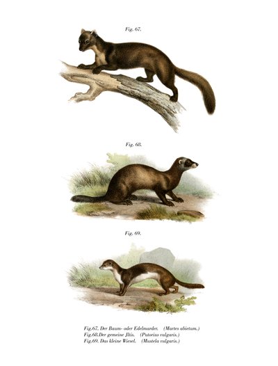 Marten by German School